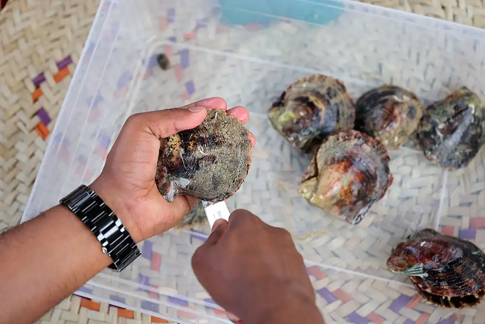 Oyster farm Abu Dhabi