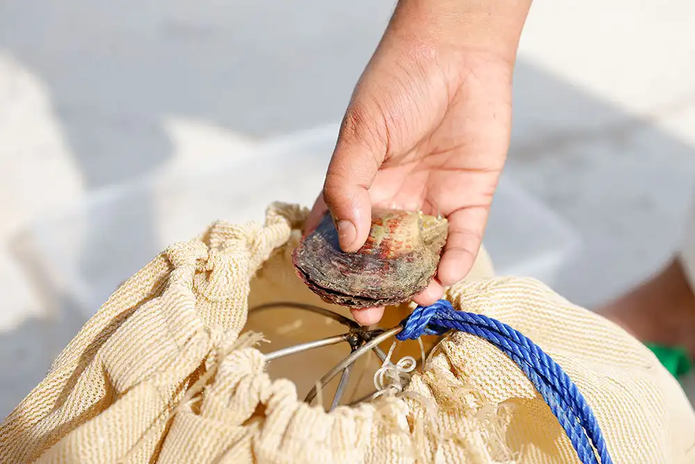 Oyster pearl harvesting Abu Dhabi